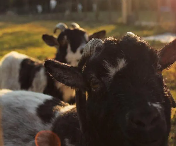 بيت للعطل Senguinous 1