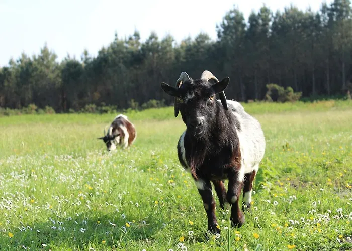 Vakantiehuis Senguinous 1